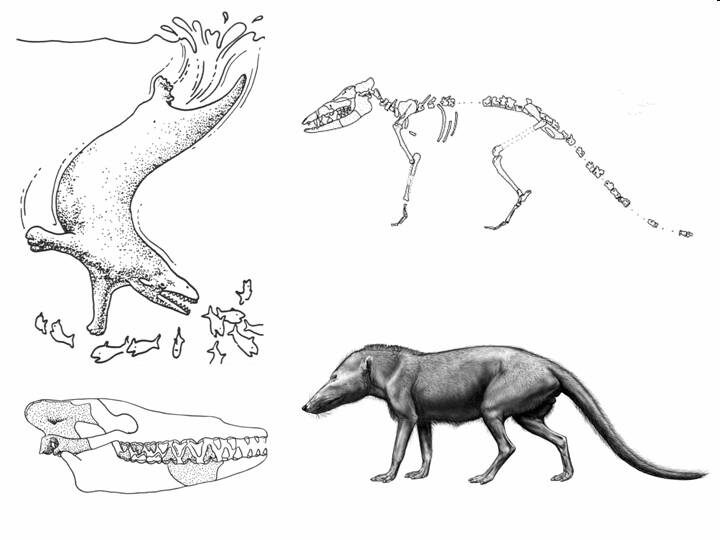 pakicetus-2629245