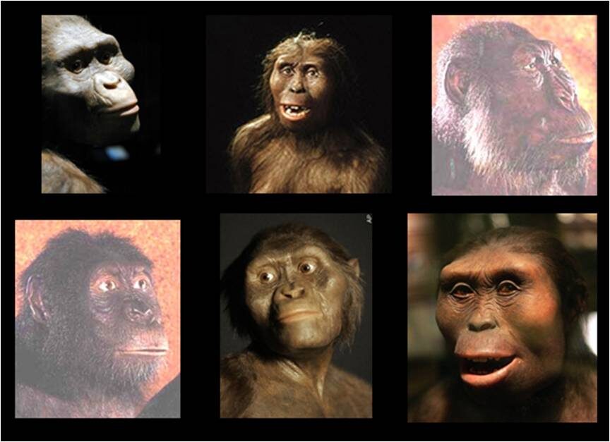 science_evolution_charles20darwin_darwinian20evolution_fossils_atheism_athiest_creation_intelligent20design20-2305849