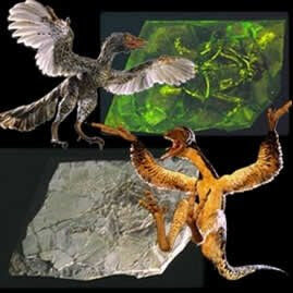 atheismandarchaeoraptorandscienceandevolutionanddarwin-8505947