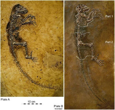 atheismandidaandmissinglinkandfossilsandevolutionanddarwin-6563010