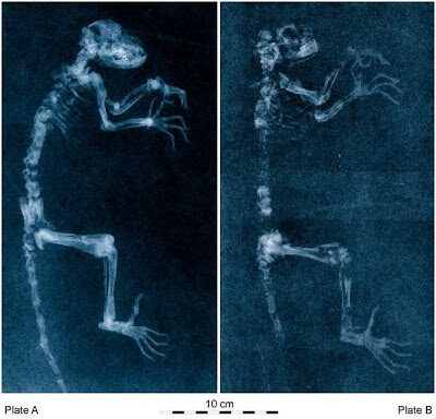 atheismandidaandmissinglinkandfossilsandevolutionanddarwin-9939865
