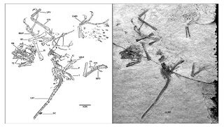 alan2bfeduccia252c2bauk2b4-3771877