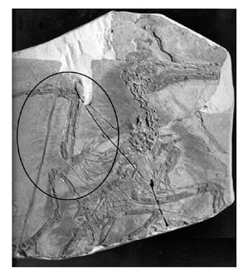 alan2bfeduccia252c2bauk2b5-9685153