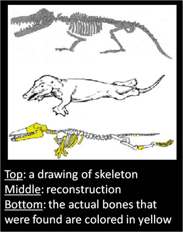 ambulocetus20natans-1368424