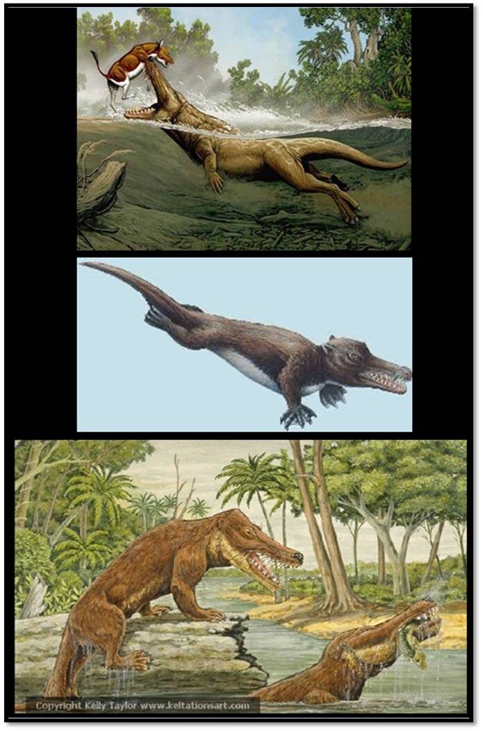 ambulocetus20natans202-7875746