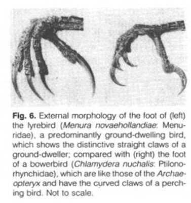 atheism-archaeopteryx1-7226815