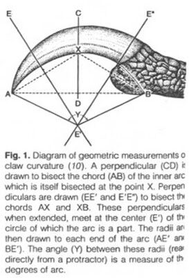 atheism-archaeopteryx2-8858195