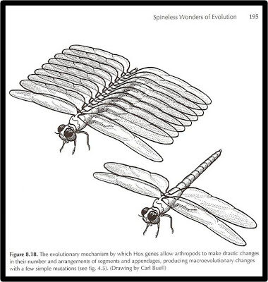 darwinevolutionintelligentdesignscienceatheismdonaldprotherosmichaelshermerstephenmeyerrichardsternberg-4789466