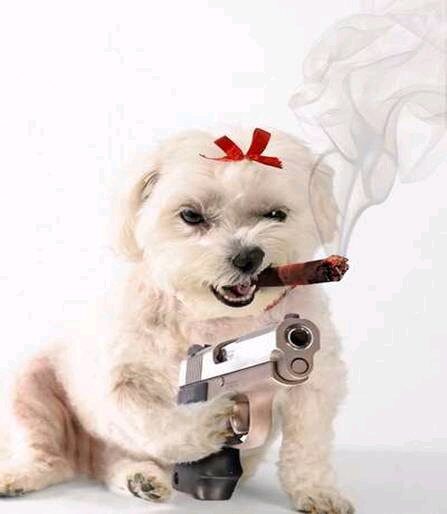 ethics2c20morality2c20dog20with20gun-6693478