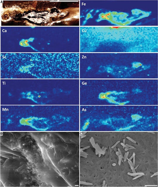 feathered2bdinosaur2bamber2b-2bfig2b2-4796539