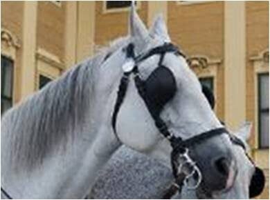 horse_blinders_blinkers_winkers_atheist_atheism_science-6225230