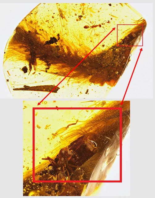 feathered2bdinasaur2btail2bamber2b252812529-7314757