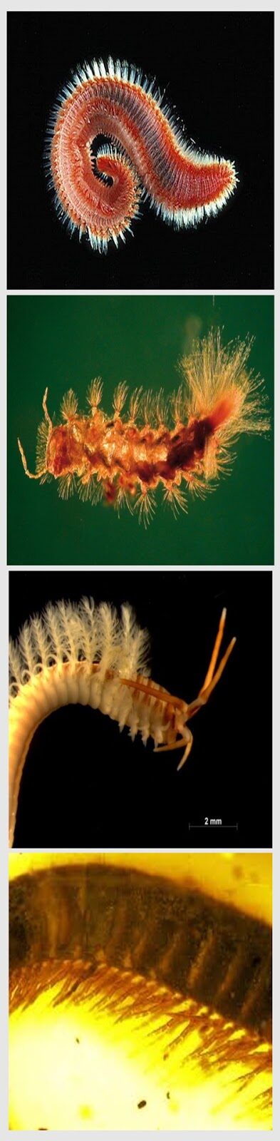 feathered2bdinasaur2btail2bamber2b252822529-9171688