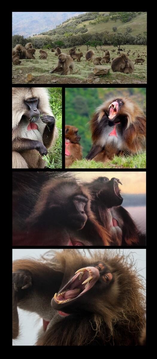 national20geographic2c20the20grass-eating20monkeys20of20ethiopia-2030137