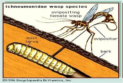 charlesdarwin-ichneumonidae-devil27schaplain-4149654