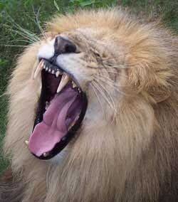 lion_psalm22-bible-lionofjudah-4692122