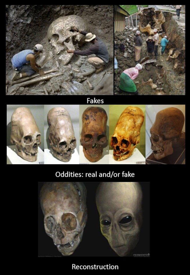 reconstructed2bnephilim2bskull2blooks2blike2bgray2balien-8549240