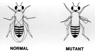 atheismatheistsciencebiologyevolutionfruitfliesmutations-9401453