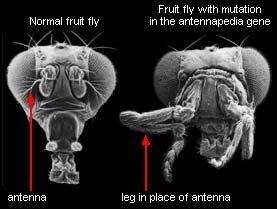 atheismatheistsciencebiologyevolutionfruitfliesmutations-5270653