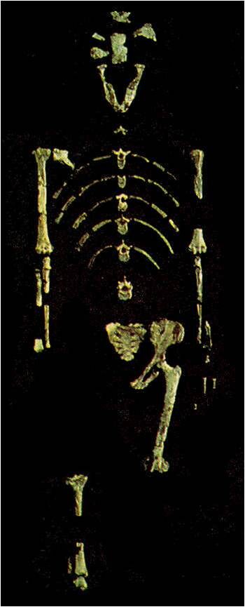 lucy_science_evolution_charles20darwin_darwinian20evolution_fossils_atheism_athiest_creation_intelligent20design-9400653